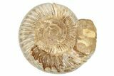 Jurassic Ammonite (Perisphinctes) - Madagascar #229522-1